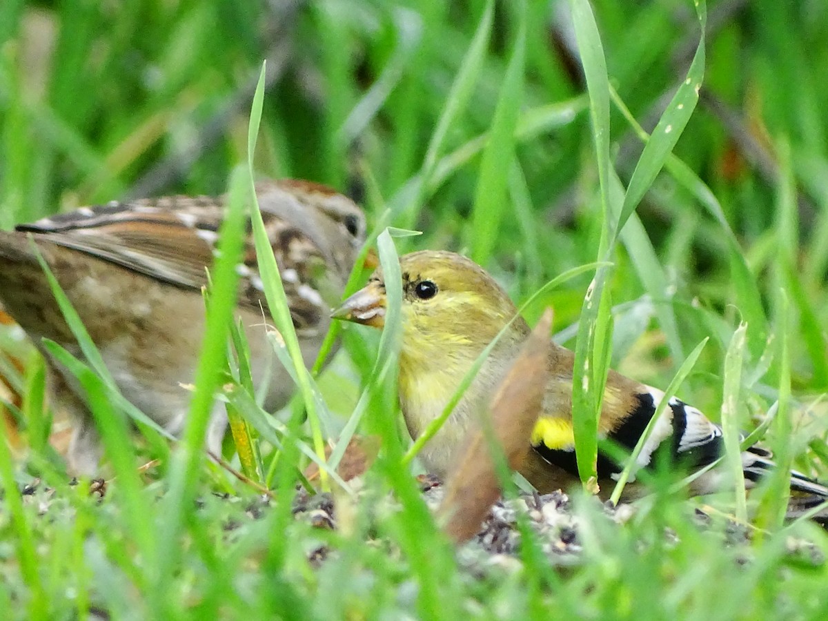 American Goldfinch - ML645195440