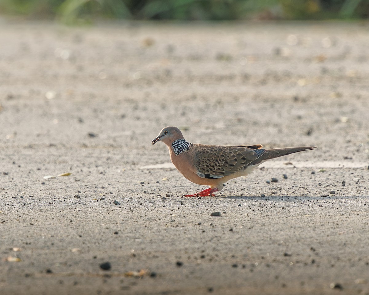 Spotted Dove - ML645195449