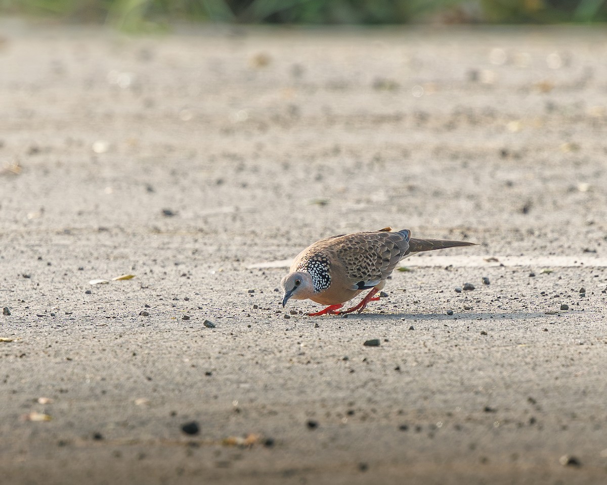 Spotted Dove - ML645195450