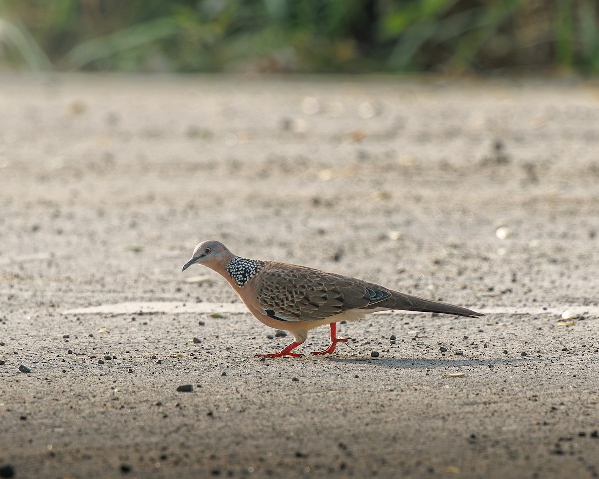 Spotted Dove - ML645195451