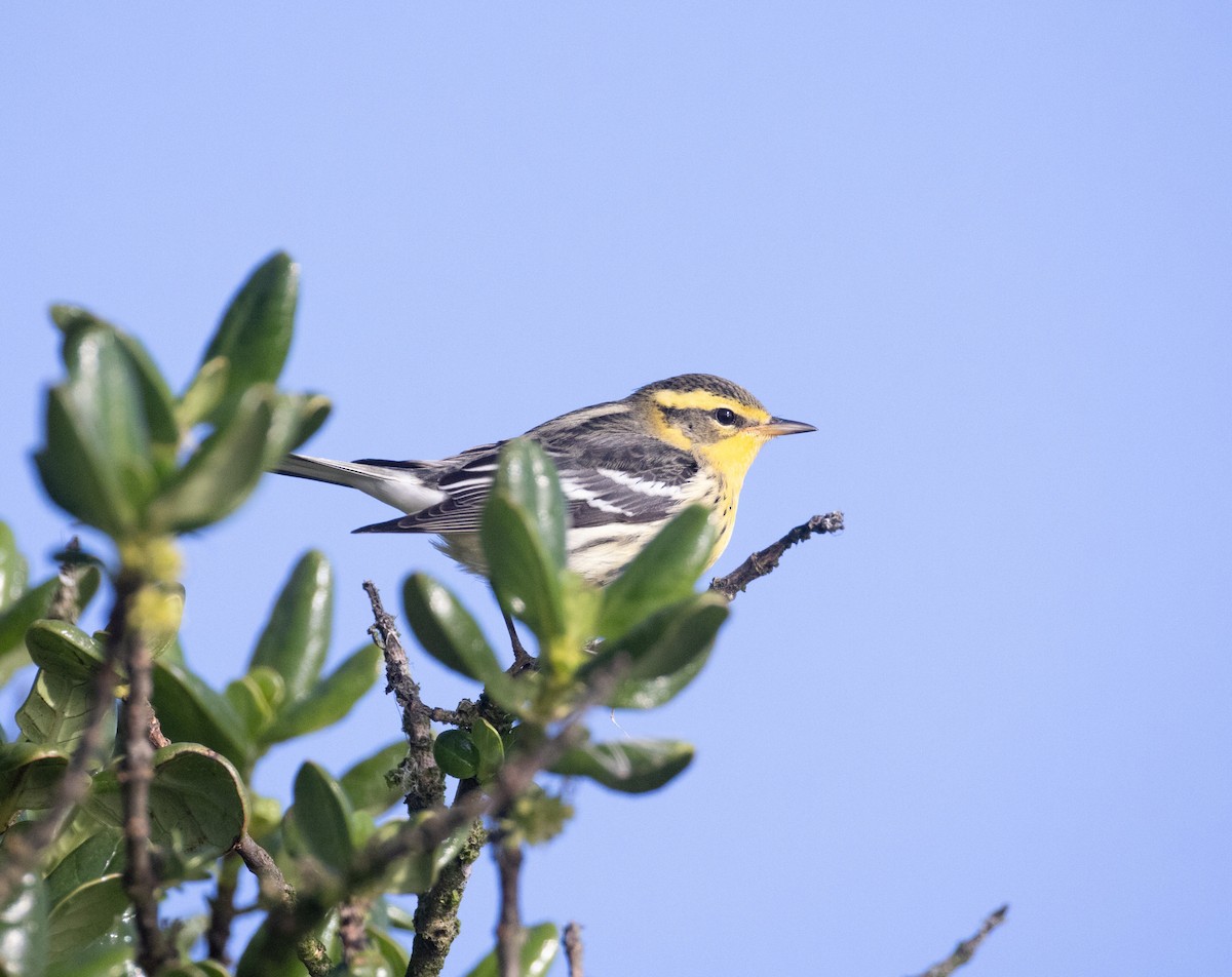 Blackburnian Warbler - ML645195454