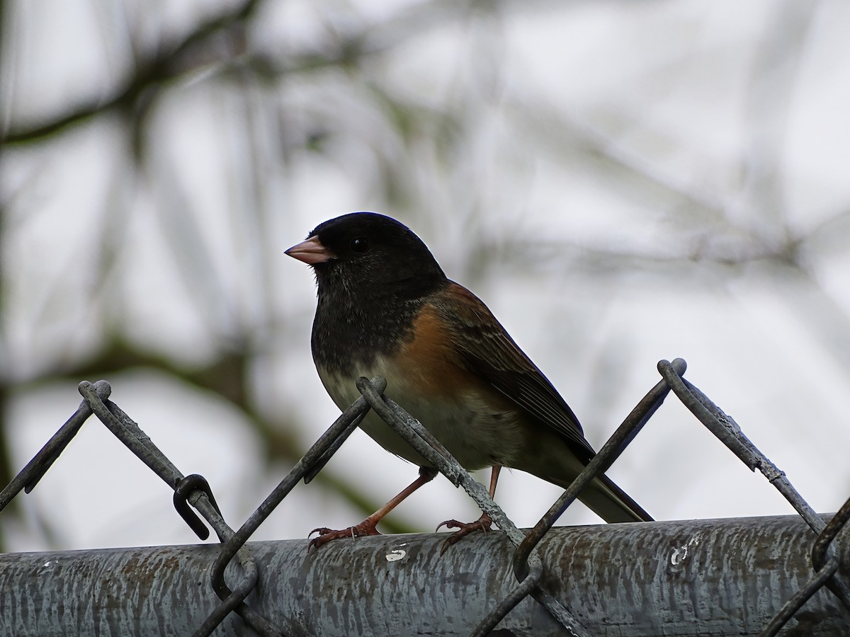 Dark-eyed Junco - ML645195455