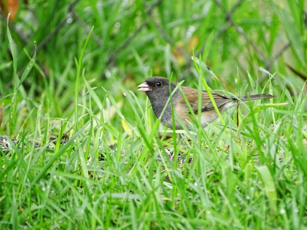 Dark-eyed Junco - ML645195456