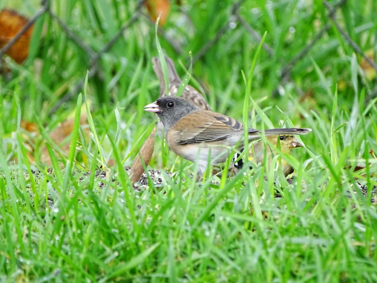 Dark-eyed Junco - ML645195457