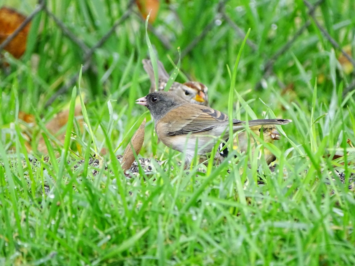 Dark-eyed Junco - ML645195458