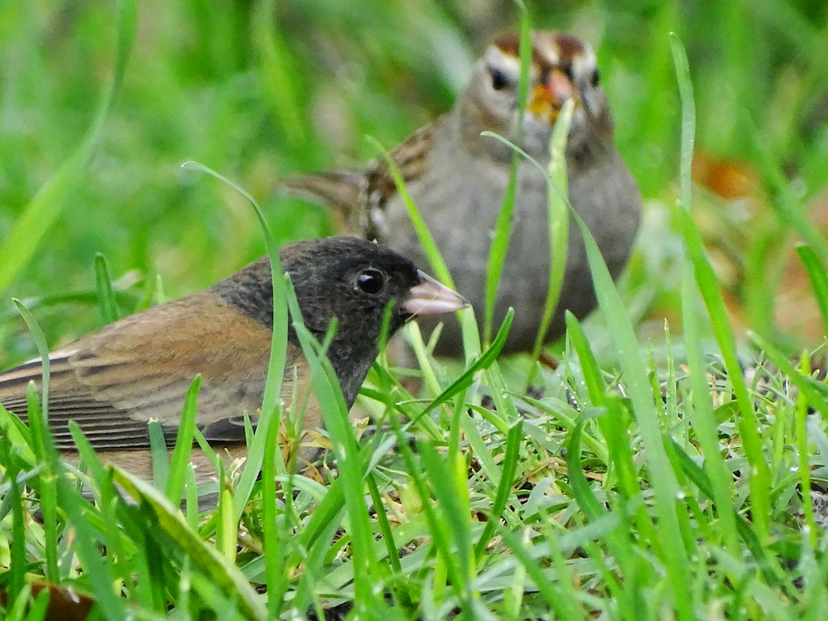 Dark-eyed Junco - ML645195459
