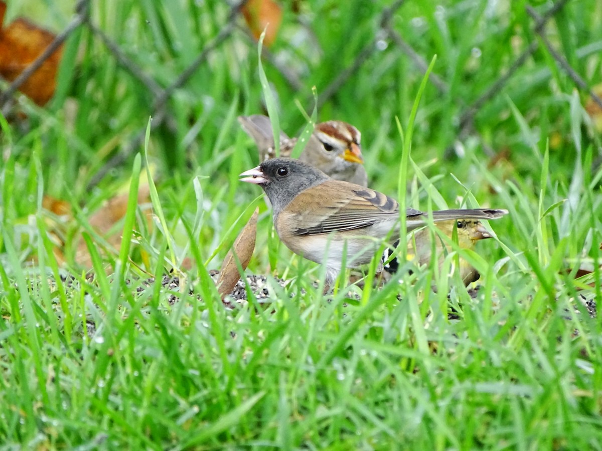 Dark-eyed Junco - ML645195460