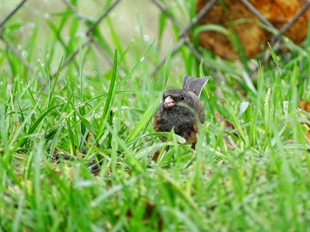Dark-eyed Junco - ML645195461