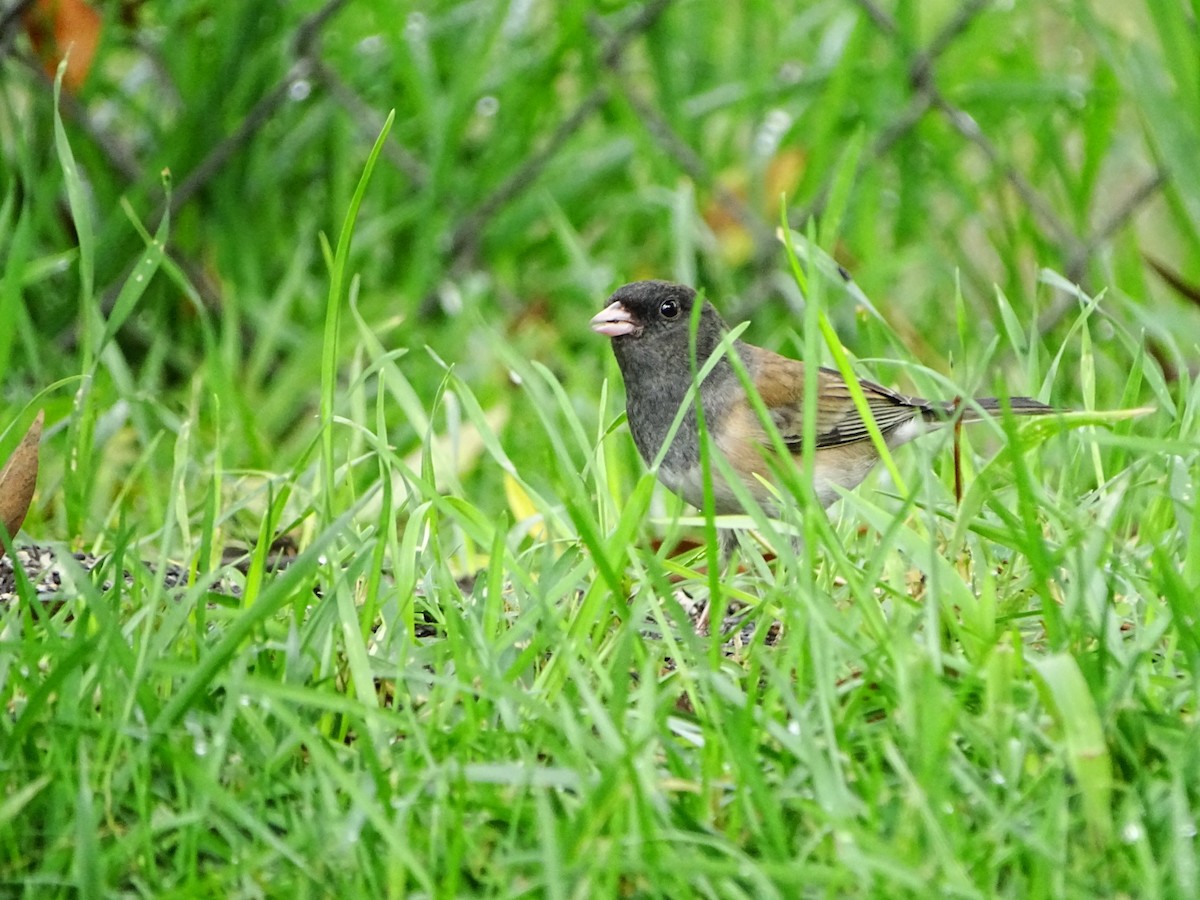 Dark-eyed Junco - ML645195462
