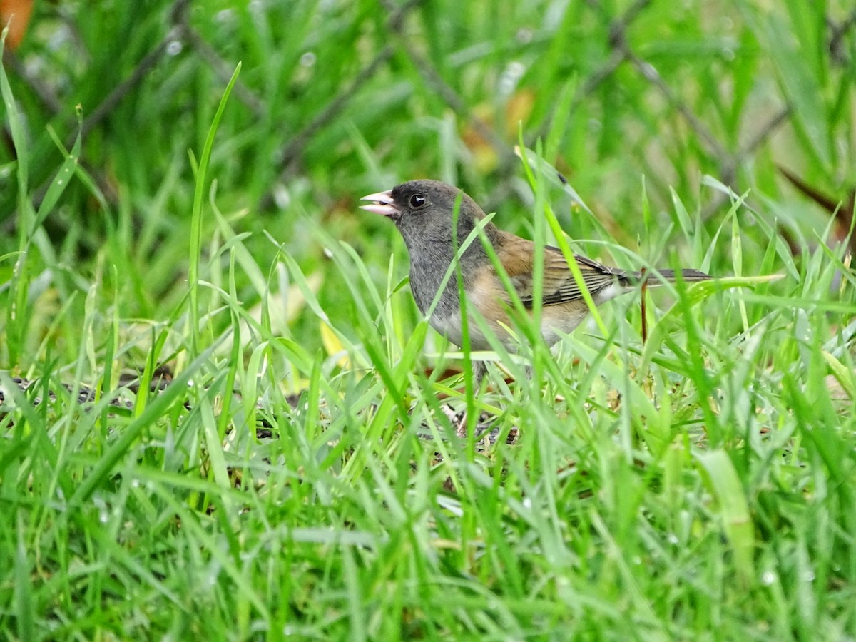 Dark-eyed Junco - ML645195463