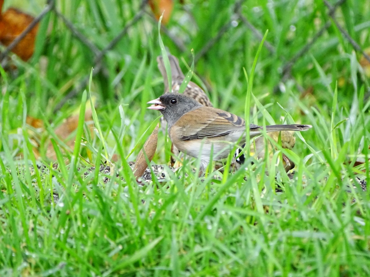 Dark-eyed Junco - ML645195464