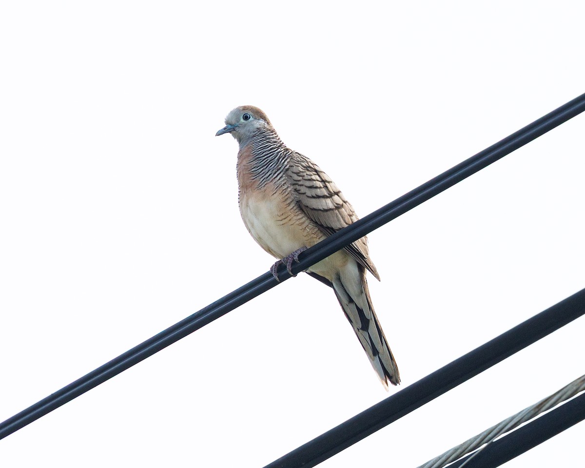Zebra Dove - ML645195465