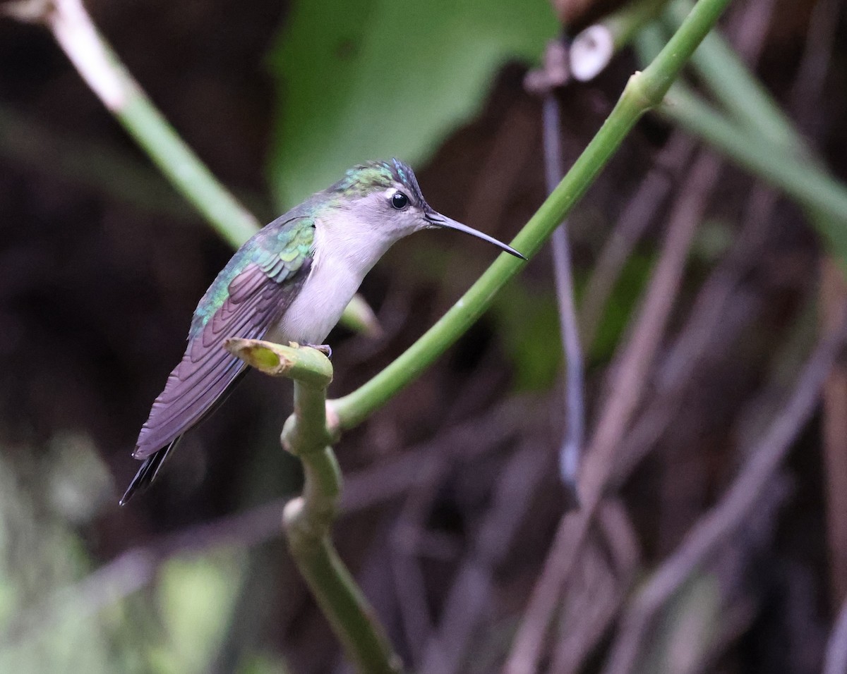 Колібрі-шаблекрил юкатанський - ML645195467