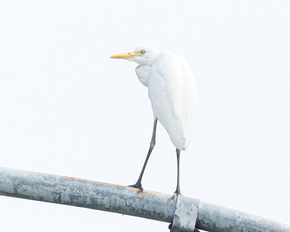 Eastern Cattle-Egret - ML645195471