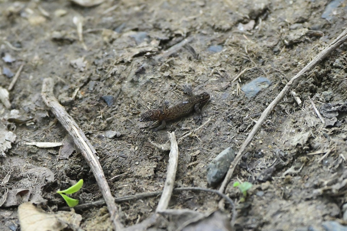 Animals - ML645195472