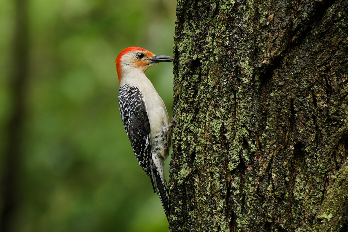 Carpintero de Carolina - ML645195477