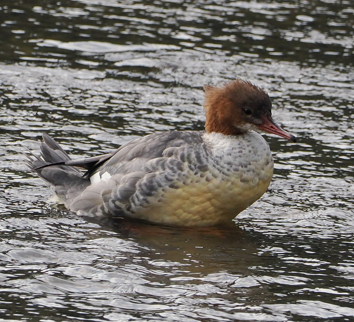 laksand - ML645195488