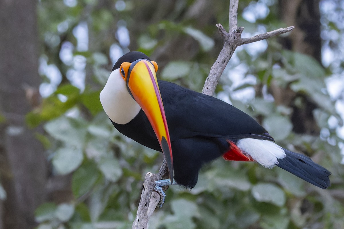 オニオオハシ - ML645195489