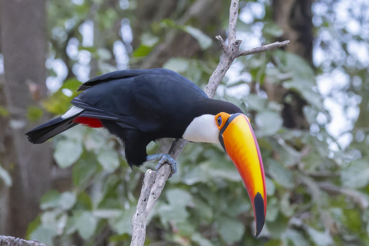 オニオオハシ - ML645195490