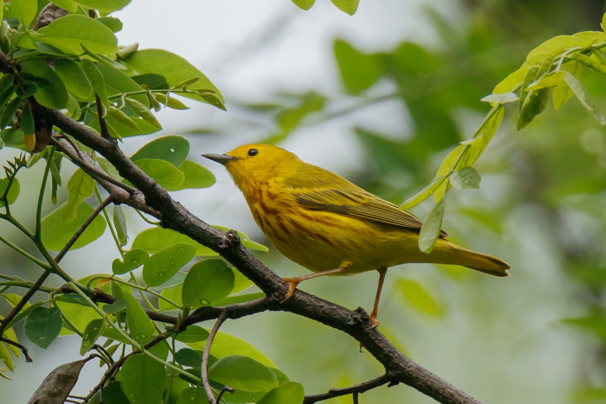 Northern Yellow Warbler - ML645195492