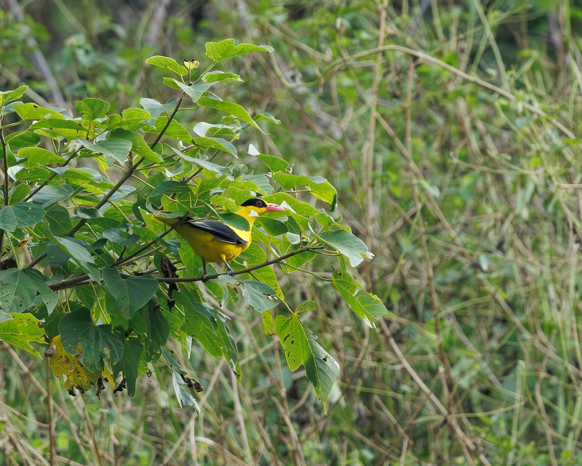 Дорнын шаргач - ML645195494