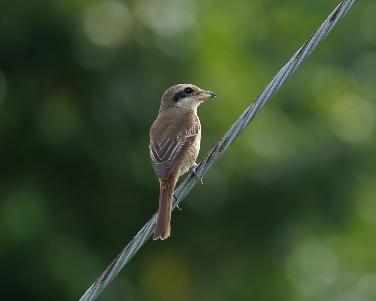Ухаа дунхай - ML645195496