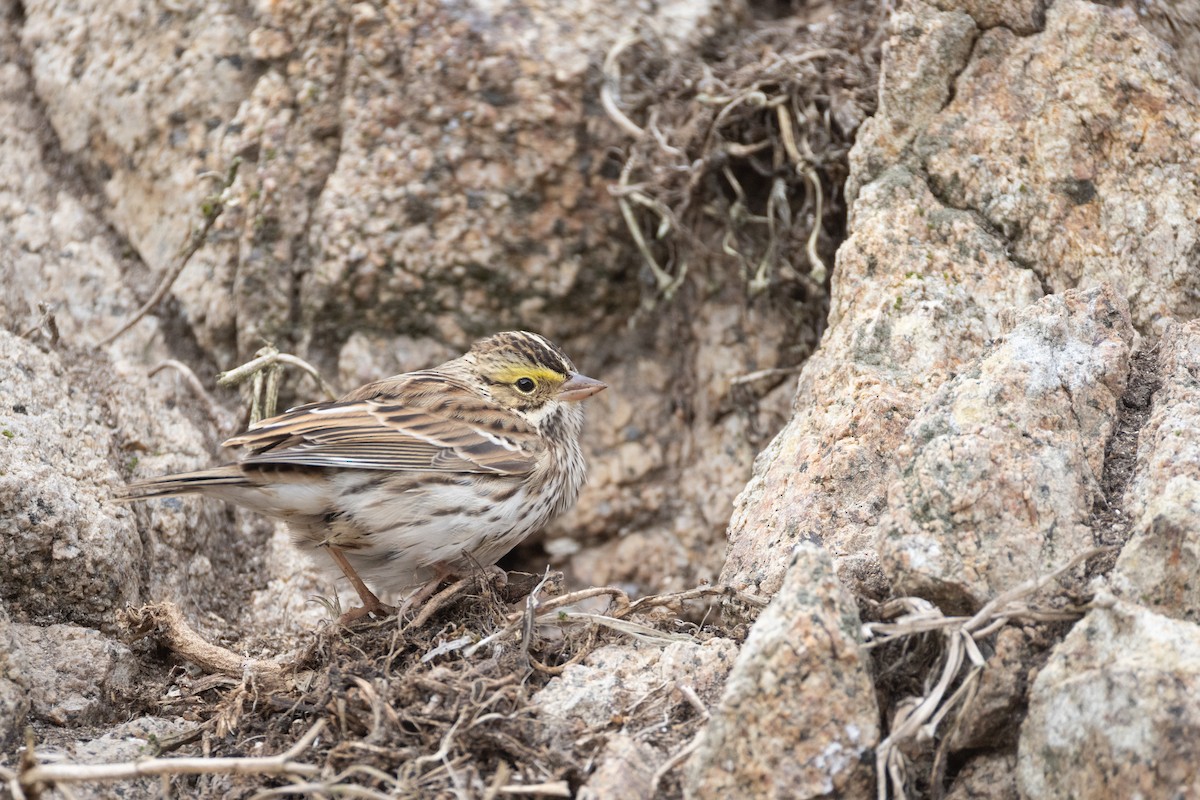 Пасовник савановий [група sandwichensis] - ML645195497