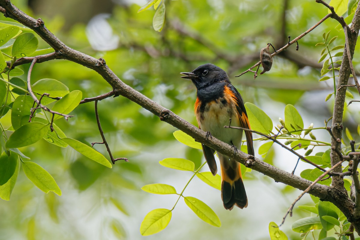 American Redstart - ML645195499