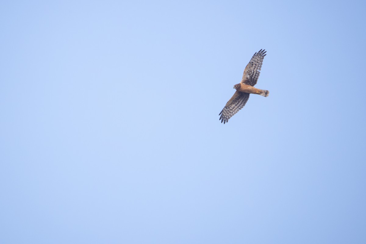 mørkmyrhauk - ML645195504