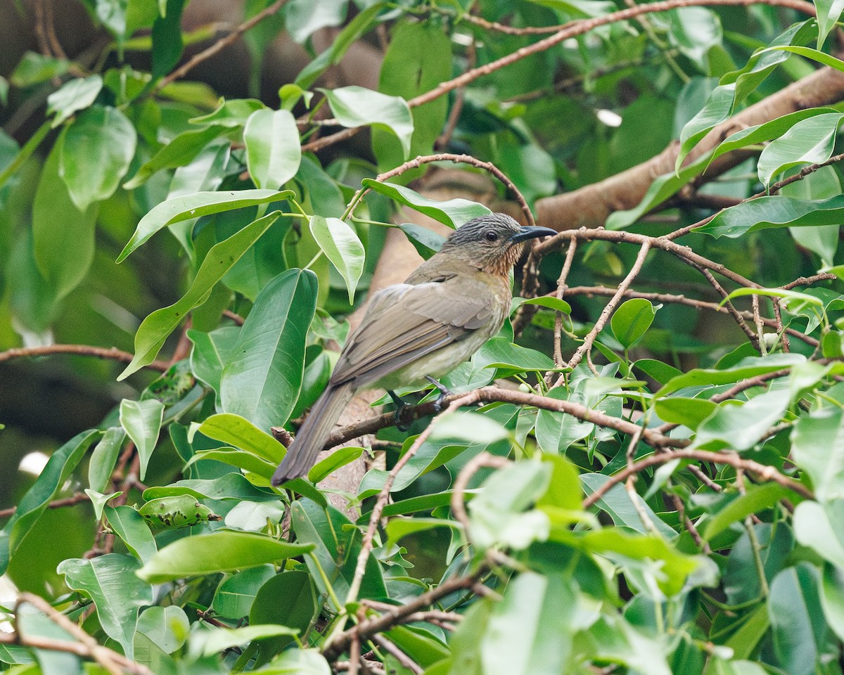Philippine Bulbul - ML645195506