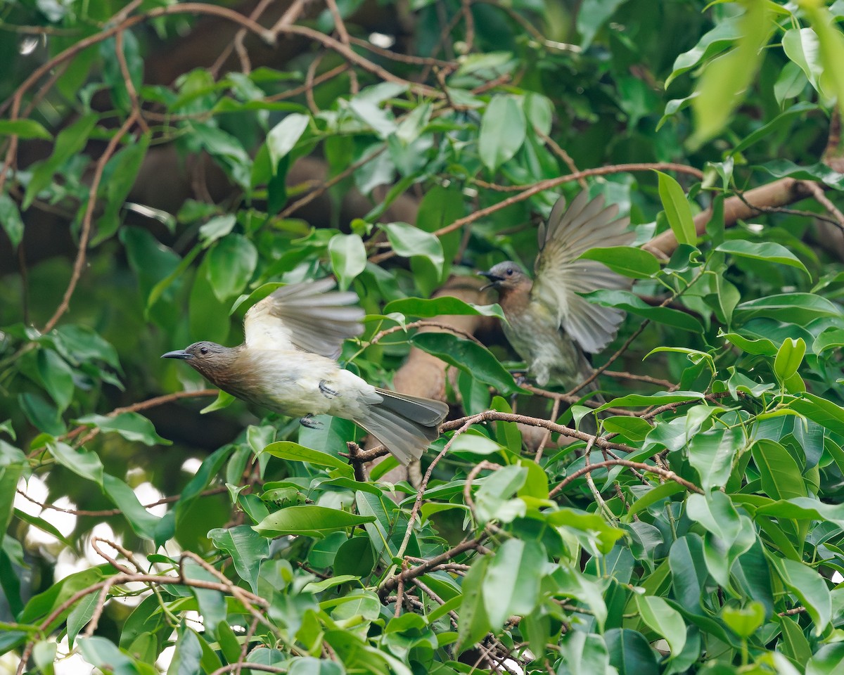 Philippine Bulbul - ML645195507
