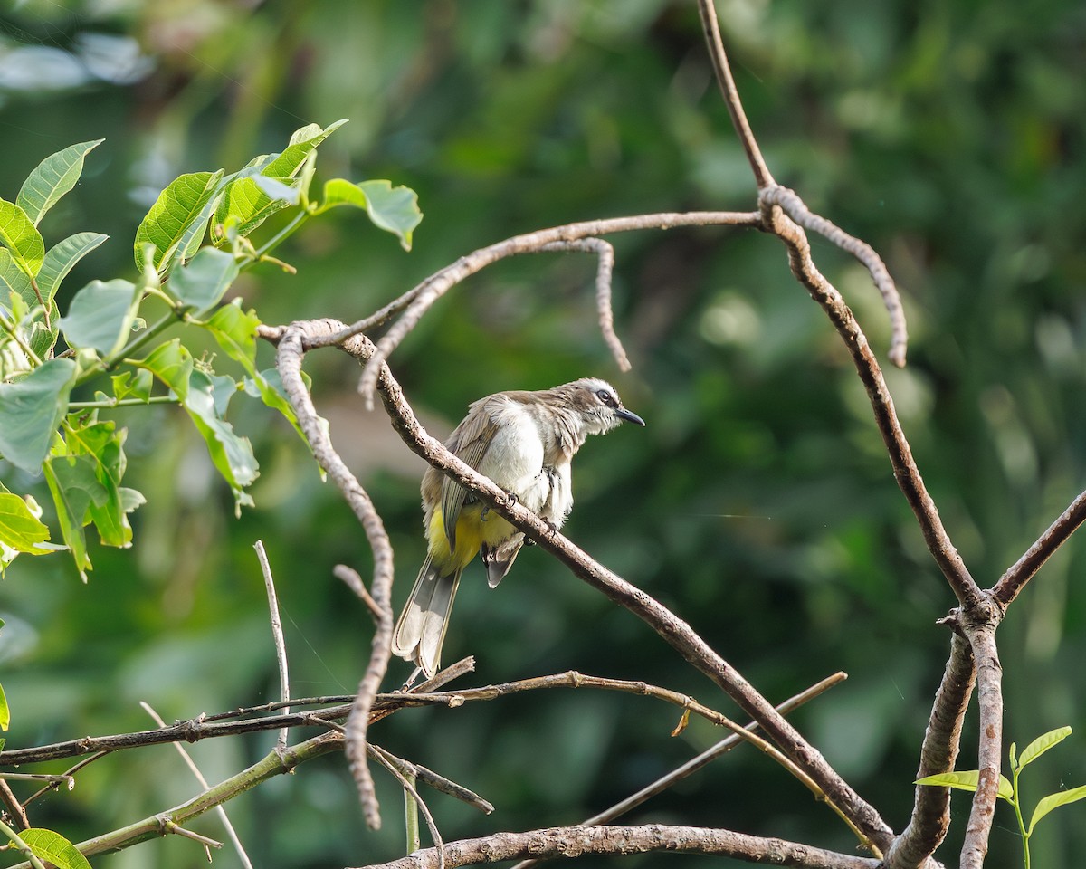 Yellow-vented Bulbul - ML645195510