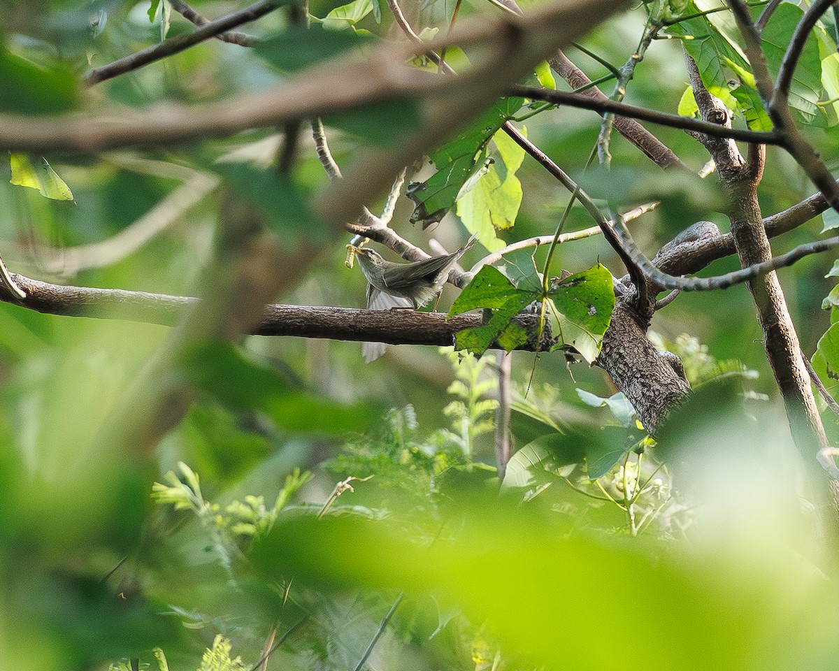 Arctic/Kamchatka Leaf Warbler - ML645195521