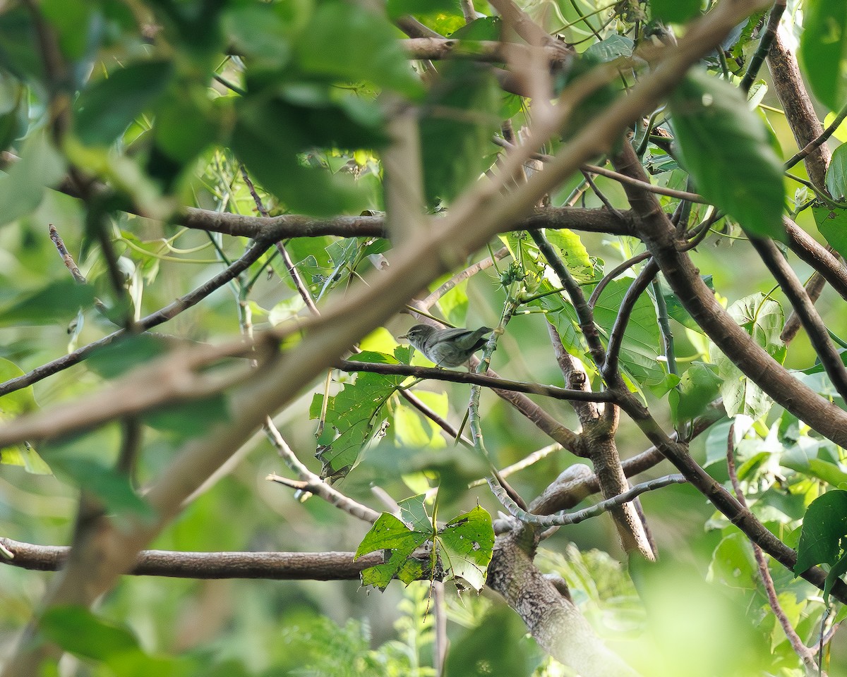 Arctic/Kamchatka Leaf Warbler - ML645195522