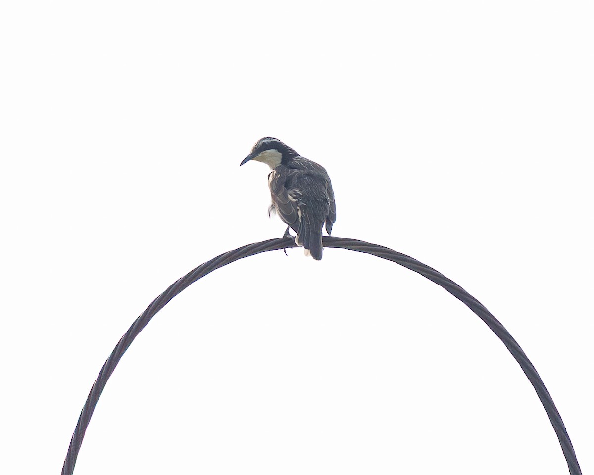 Stripe-sided Rhabdornis - ML645195524