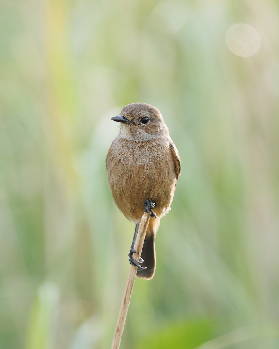 Pied Bushchat - ML645195528