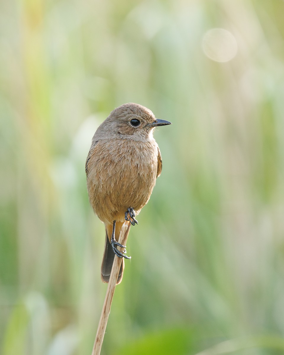 Pied Bushchat - ML645195529