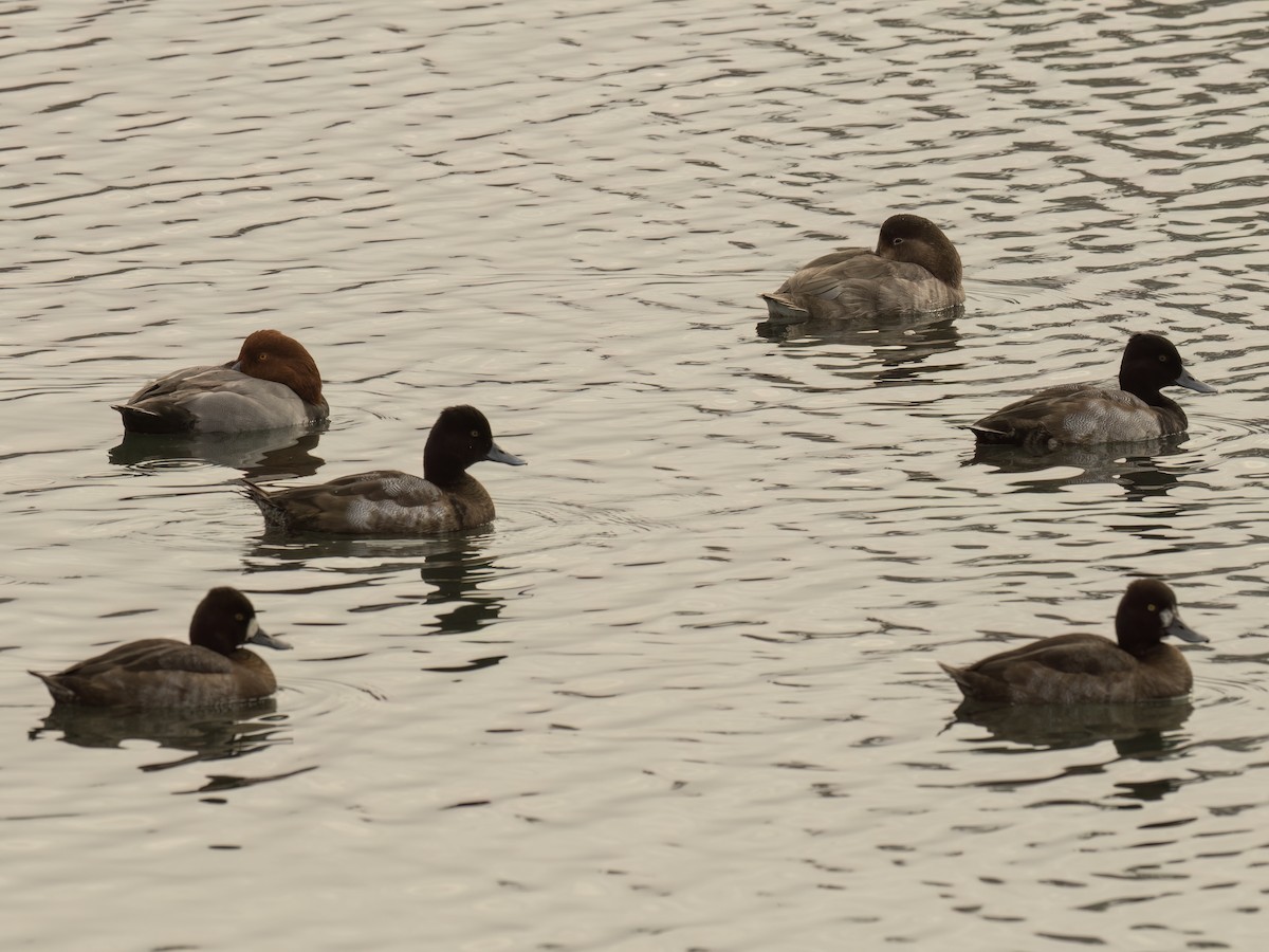Redhead - ML645195536