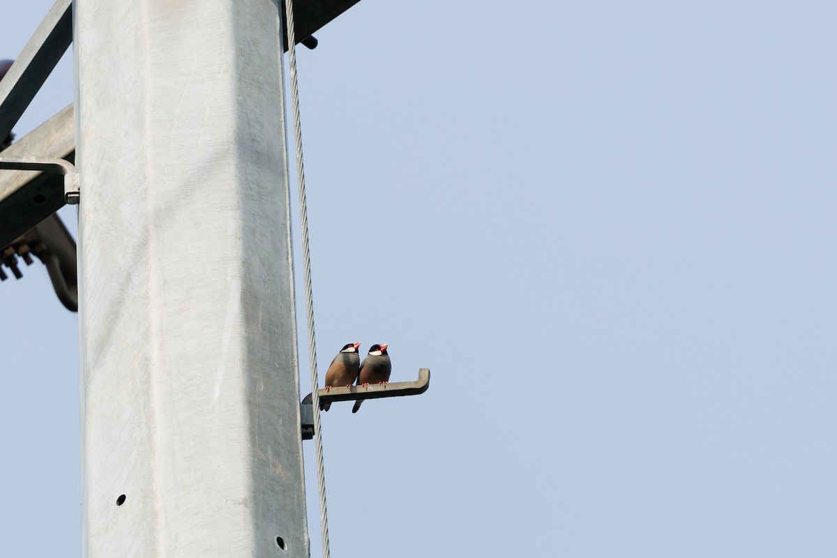 Java Sparrow - ML645195537