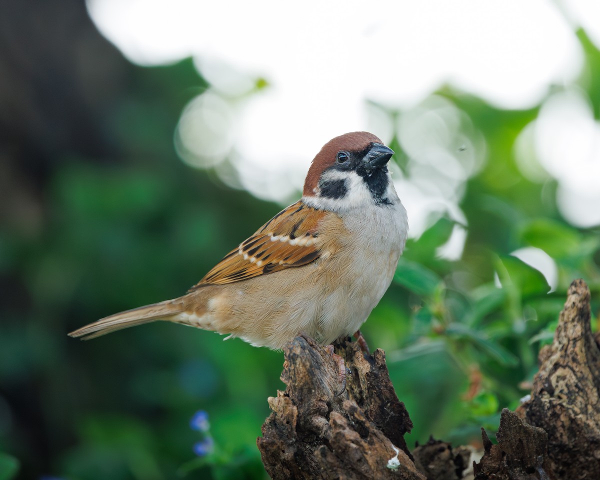 Хээрийн бор шувуу - ML645195541