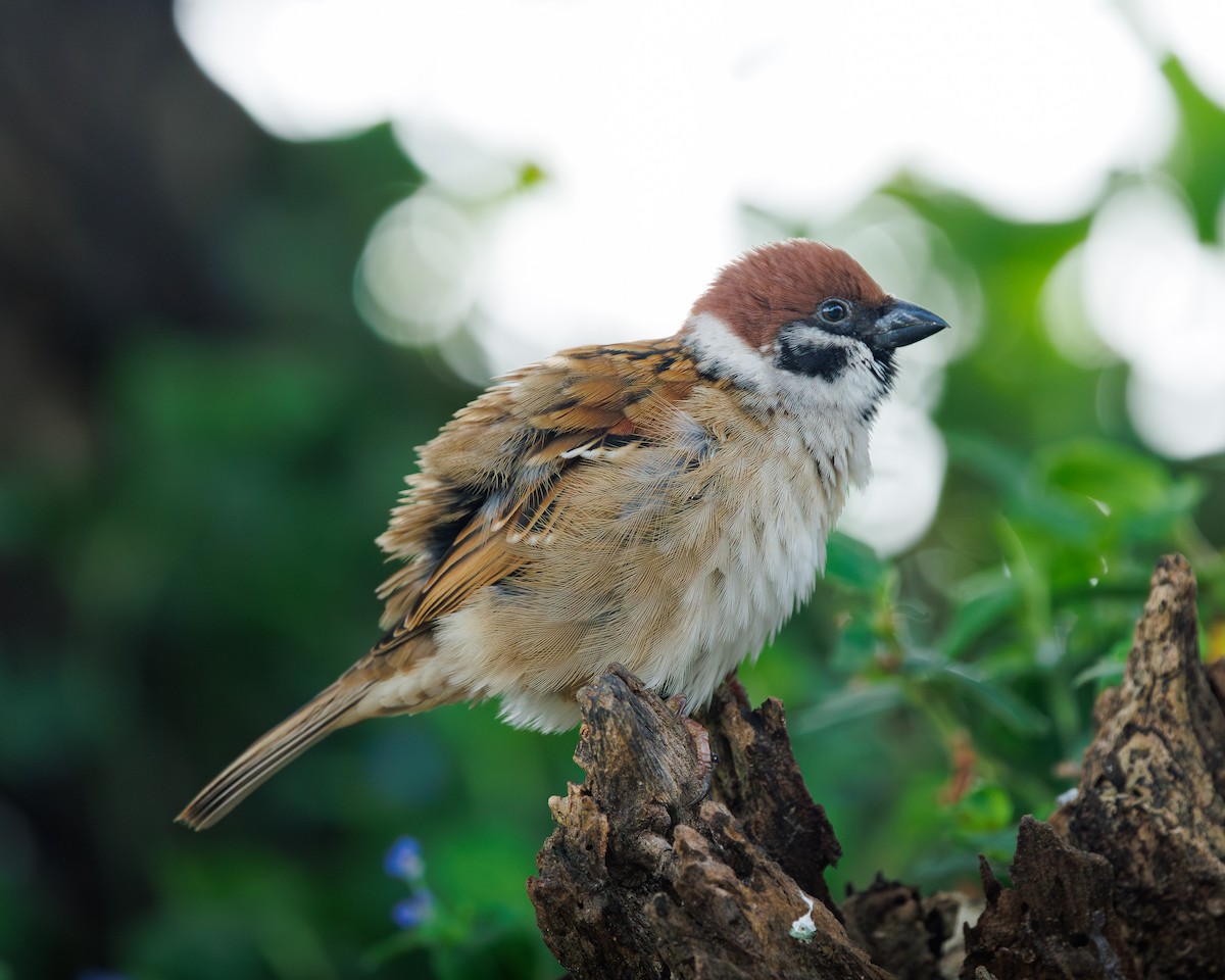 Хээрийн бор шувуу - ML645195542