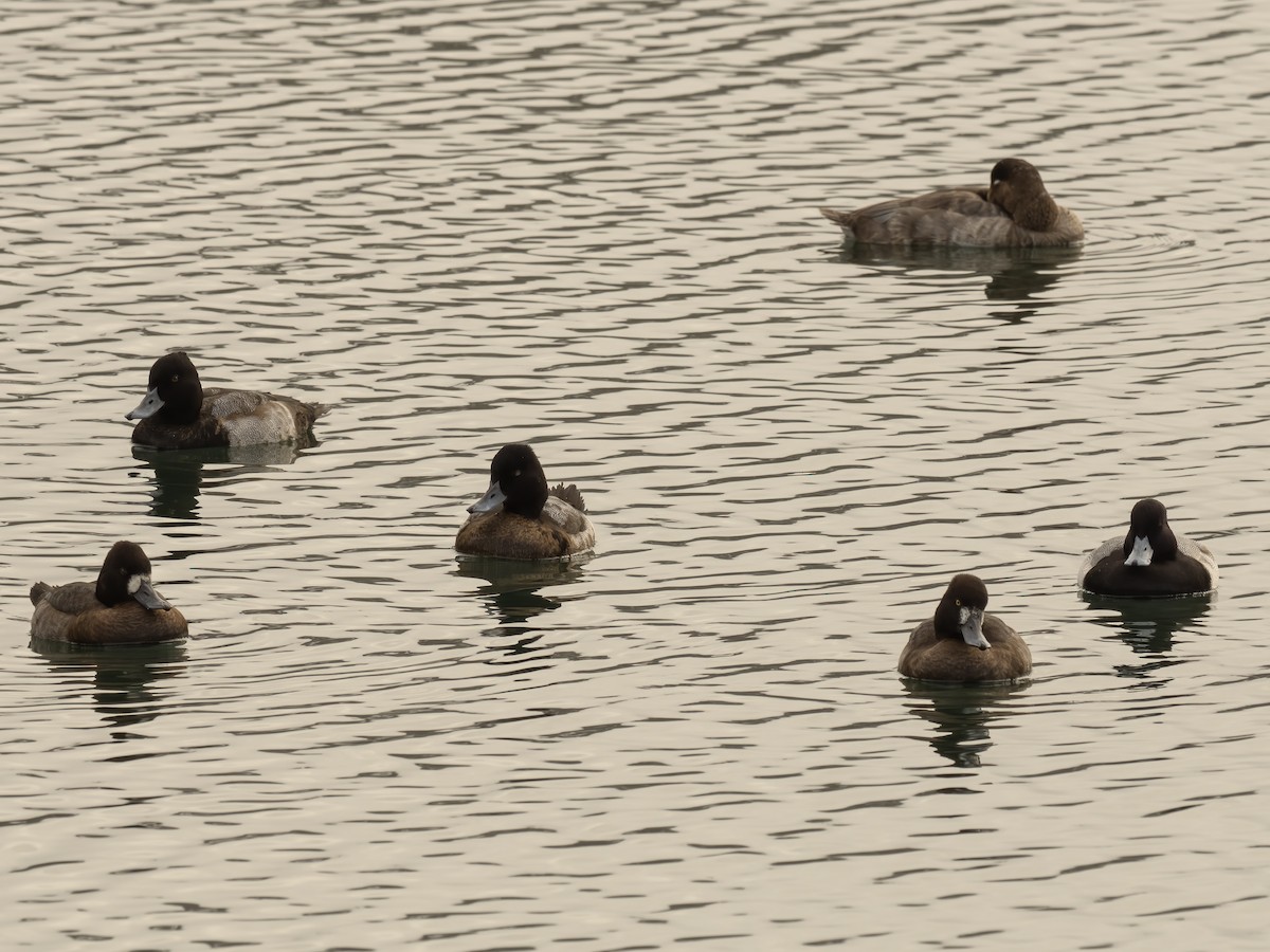 Lesser Scaup - ML645195543