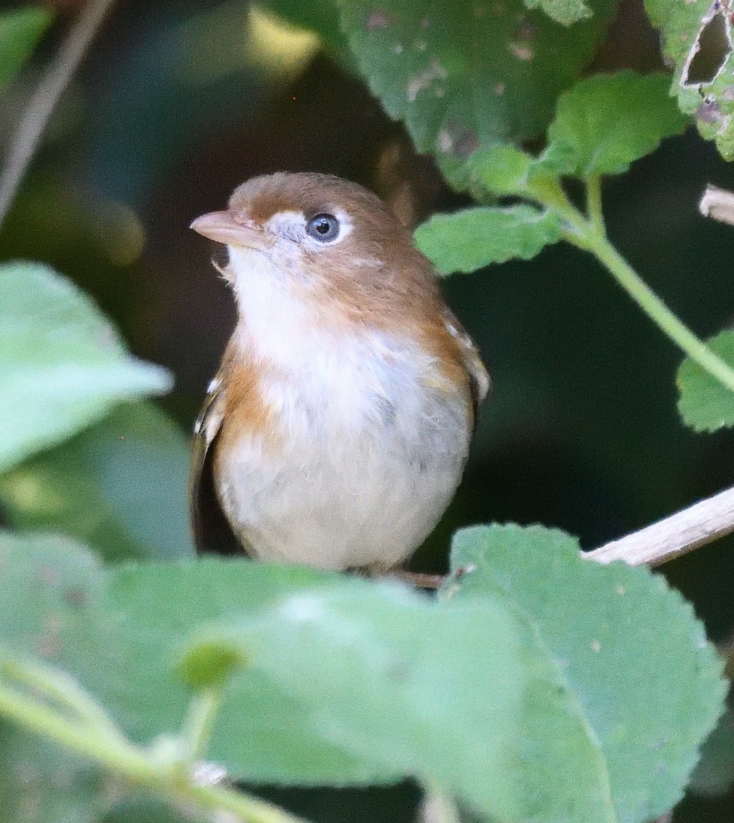 Cozumel Vireo - ML645195563