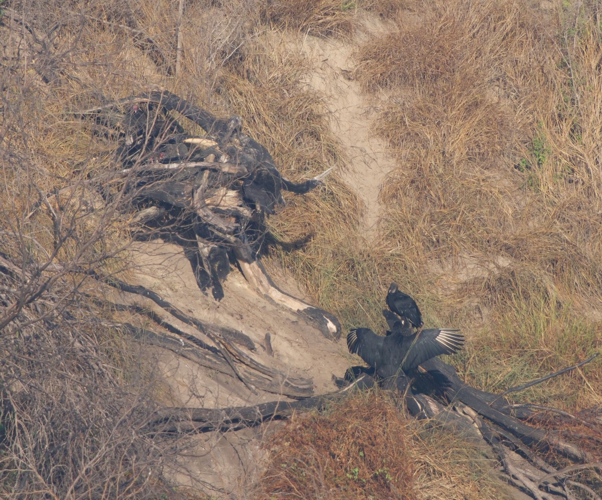 Катарта чорна - ML645195565