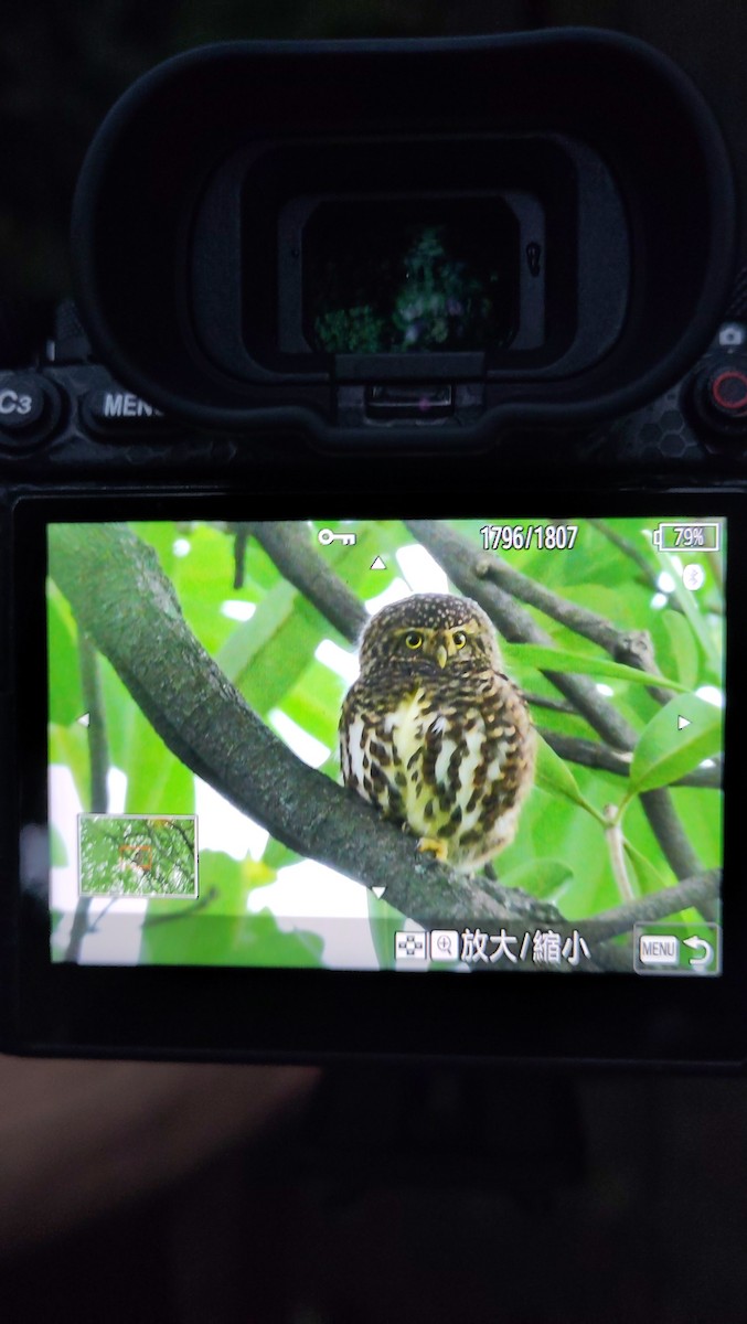 Collared Owlet - ML645195612