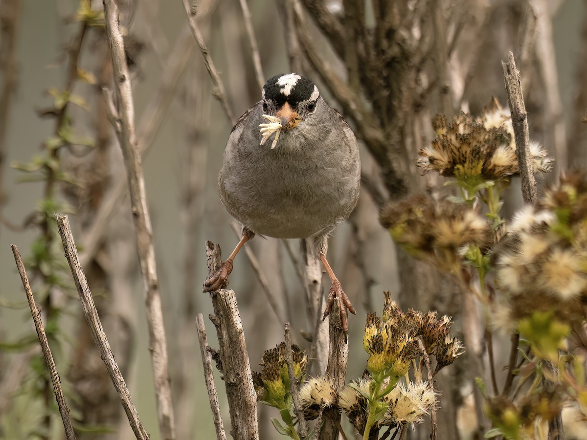 White-crowned Sparrow - ML645195645