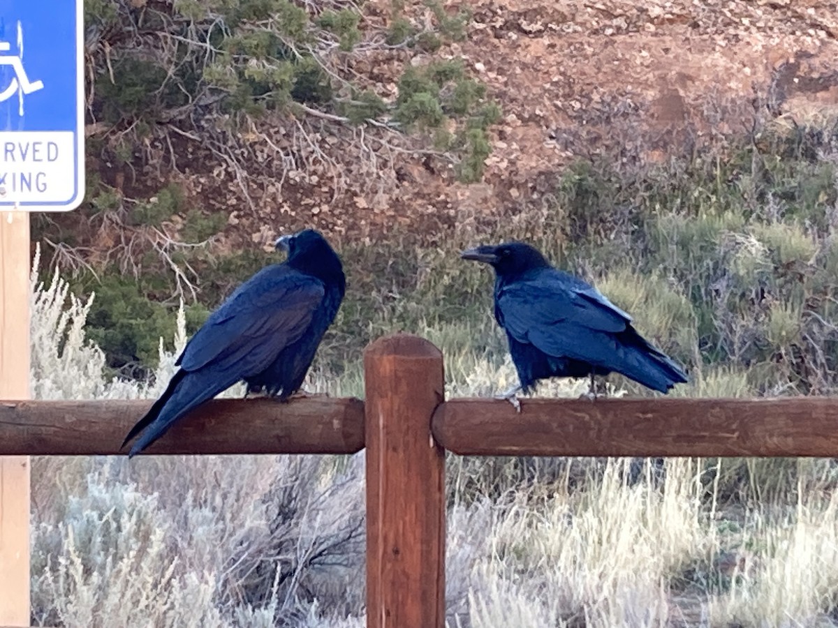 krkavec velký - ML645195647