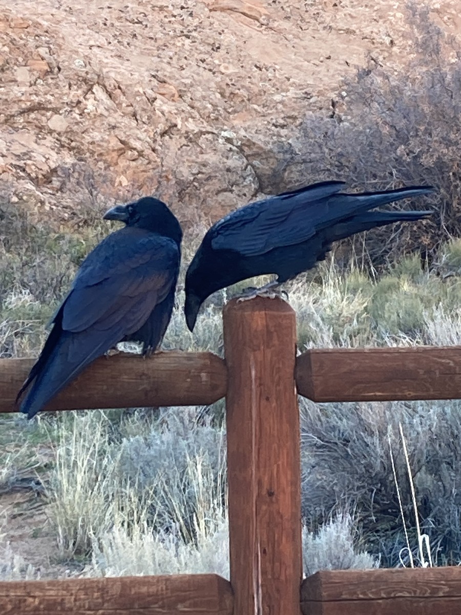 krkavec velký - ML645195648