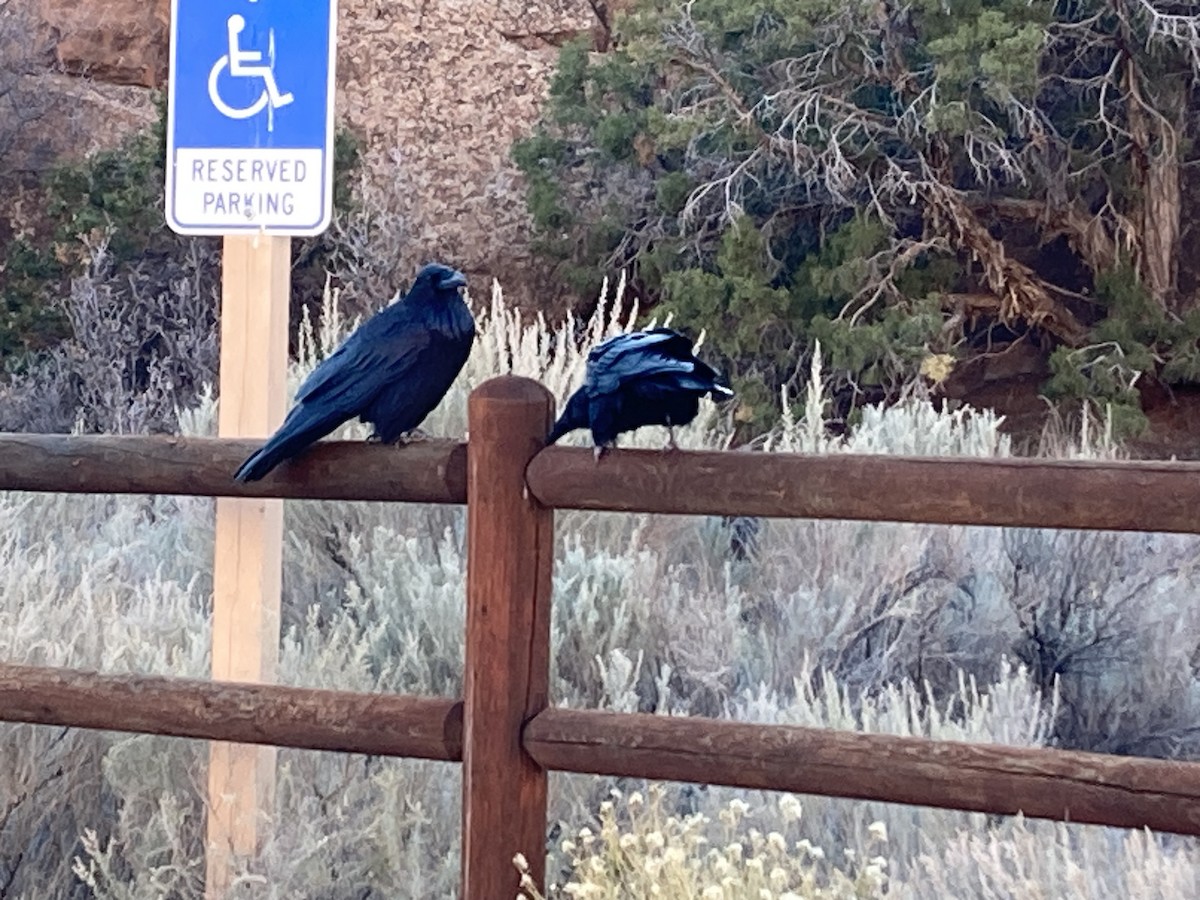 Erroi handia - ML645195649