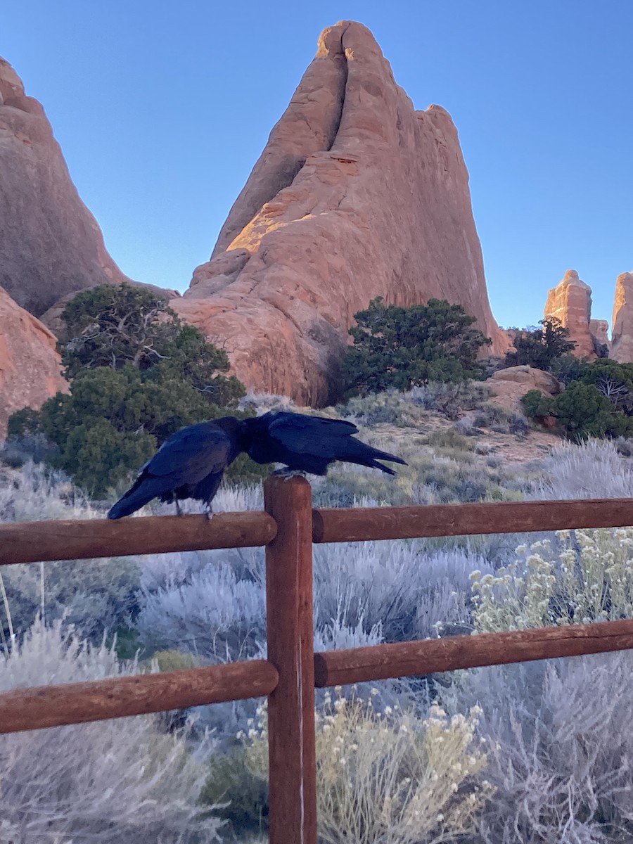 Erroi handia - ML645195650